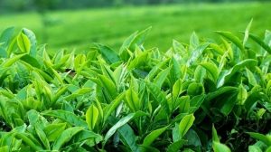 Điều trị bệnh đau xương khớp bằng lá chè xanh