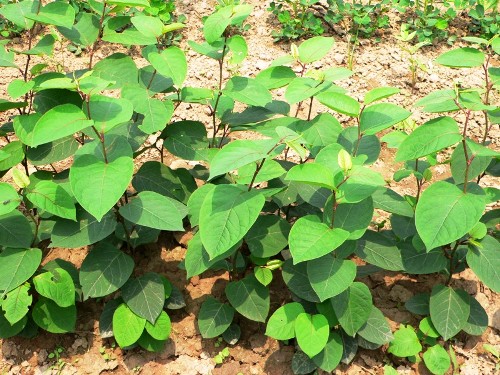 Củ cốt khí được vận dụng vào nhiều bài thuốc chữa bệnh hữu dụng