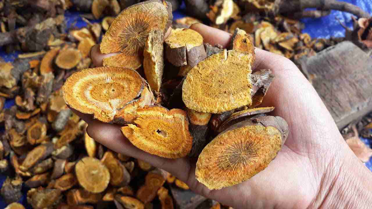Cốt khí củ sau khi phơi khô