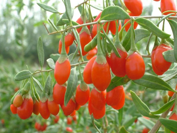 Cây đại cốt bì cho ra địa cốt bì