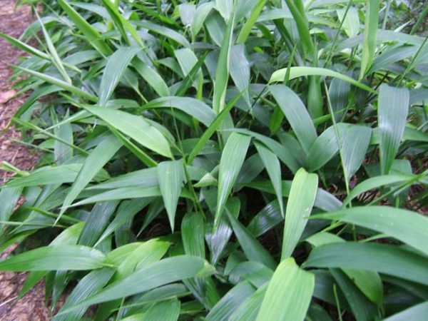Đạm trúc diệp