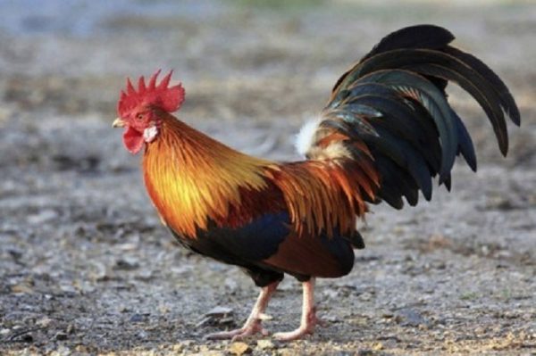 Nhiều bộ phận của gà trống trị bách bệnh