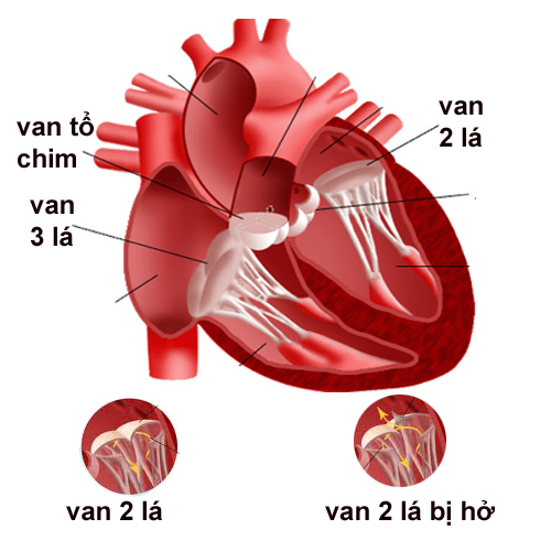 ho-van-tim