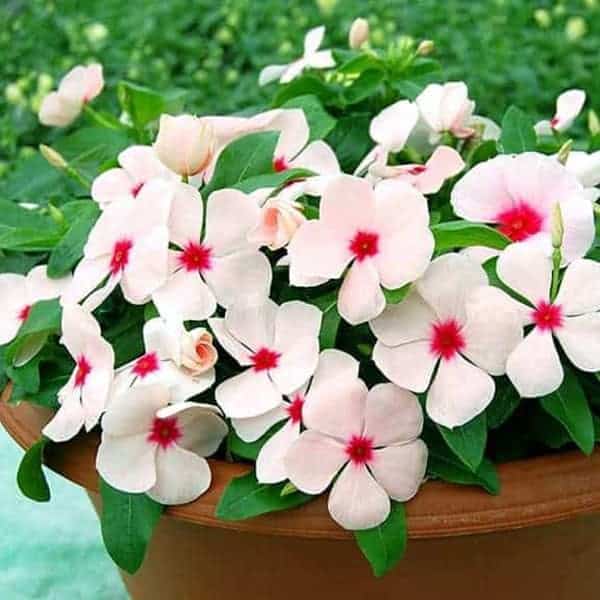 Cây dừa cạn được dùng trong rất nhiều bài thuốc chữa bệnh