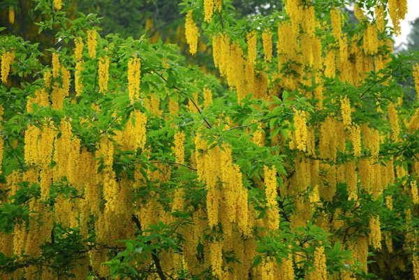 Bài thuốc từ Hoa kim tước trị ho do phế