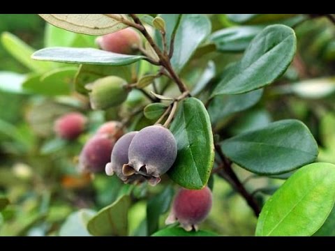 Sim thường mọc hoang ở các vùng đồi núi
