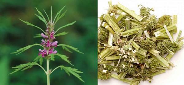 Ích mẫu được sử dụng trong nhiều món ăn bài thuốc