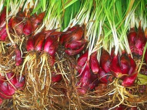 Hành đỏ được vận dụng vào nhiều bài thuốc chữa bệnh hữu dụng