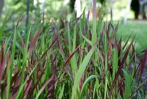 imperata cylindrica 291014609 ictd