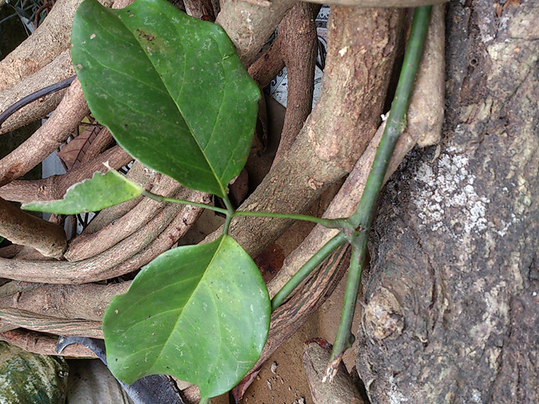 Vị thuốc Kê huyết đằng