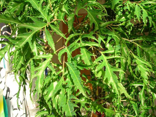 Lá đinh lăng bài thuốc Nam chữa bệnh á sừng