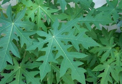 Lá đu đủ bài thuốc Nam chữa bệnh á sừng hiệu quả