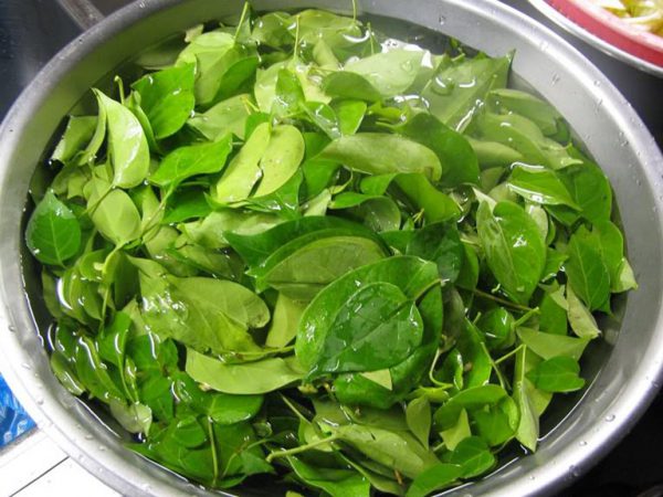 Cây lá giang là vị thuốc tốt với những món ăn bổ dưỡng