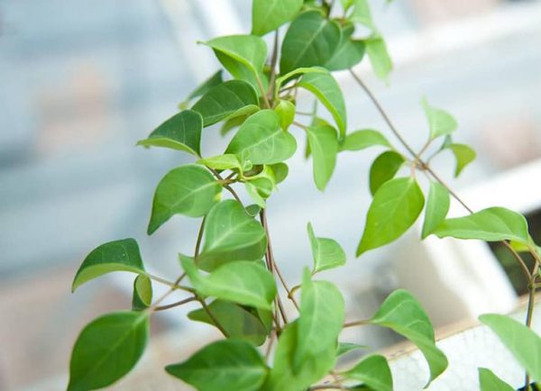 Cây lá giang: Vị thuốc hay phòng trị nhiều bệnh