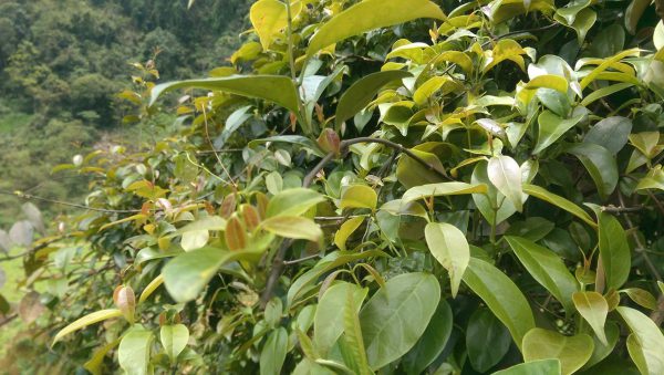 Lá giang có nhiều công dụng trong điều trị bệnh