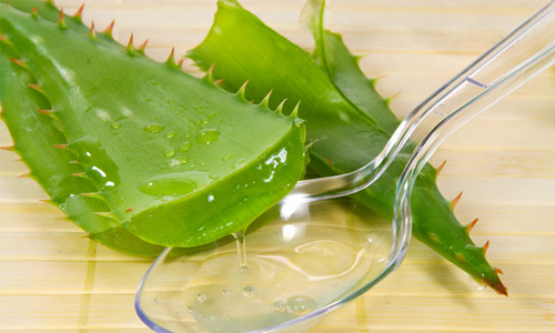 Cây lô hội trị bệnh trào ngược dạ dày