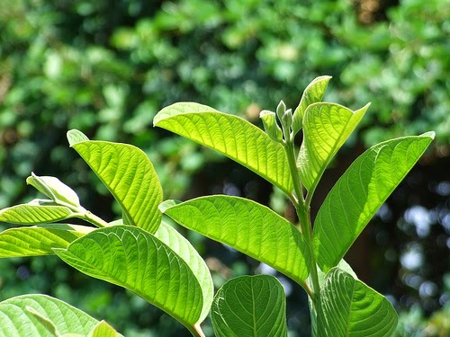 Phương pháp chữa trị ra mồ hôi nách với lá ổi hiệu quả
