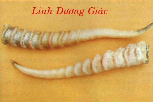 Linh dương giác - Sừng dê