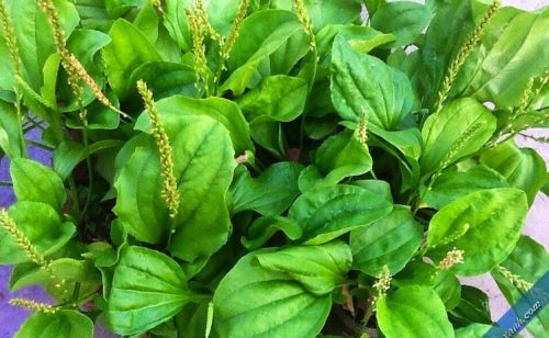 Mã đề được trồng khá nhiều ở nước ta