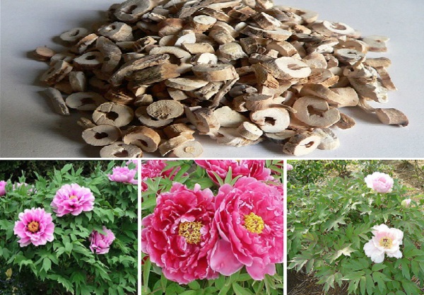 Mẫu đơn bì mang nhiều tác dụng điều trị bệnh