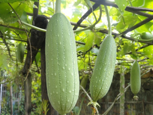 muop huong lam thuoc 4