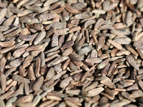 Vị thuốc Ngưu bàng tử trong bài thuốc điều trị viêm chân răng