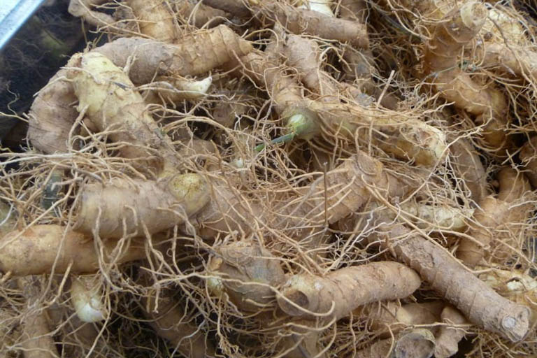 Rễ cây thuốc Ngọc trúc