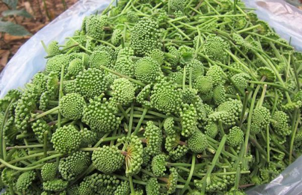 Nụ hoa tam thất có tác dụng an thần, cải thiện giấc ngủ