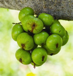 Chữa sỏi mật bằng quả sung mà bạn chưa biết