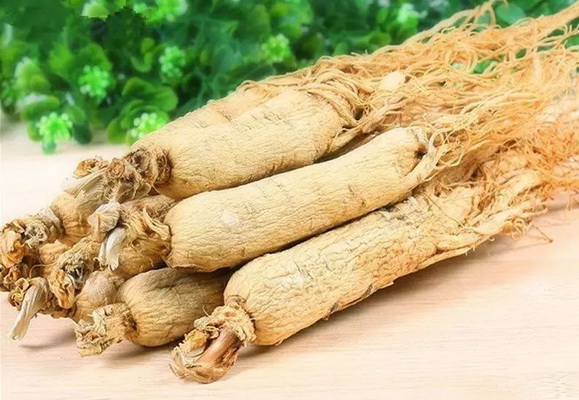 Tây dương sâm bổ khí dưỡng âm, trị tân dịch hao tổn