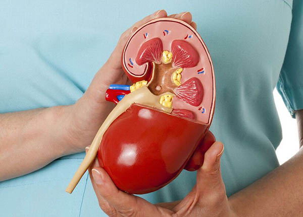 Bệnh thận nhiễm mỡ có thể xảy ra ở mọi lứa tuổi