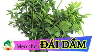 Tiết lộ bài thuốc dân gian trị bệnh đái dầm