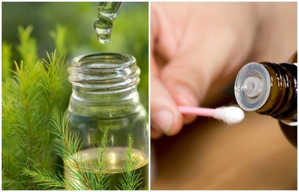 Tinh dầu tràm có tác dụng chữa chứng đầy hơi, chậm tiêu, giảm ho, long đờm