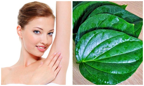 Phương pháp chữa trị ra mồ hôi nách hiệu quả bằng lá trầu không