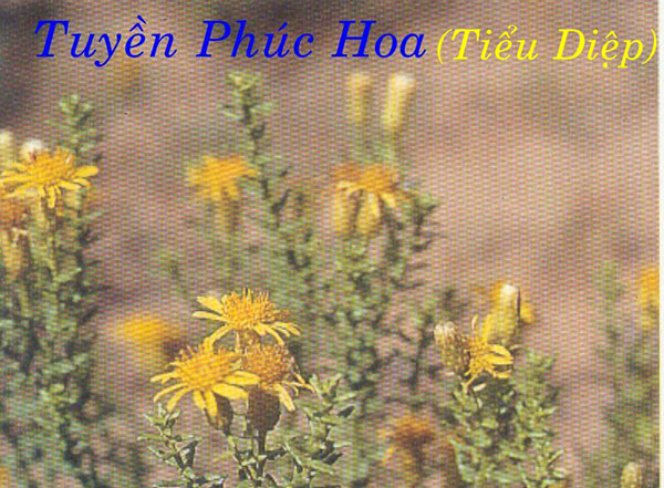 Vị thuốc Tuyền phúc hoa