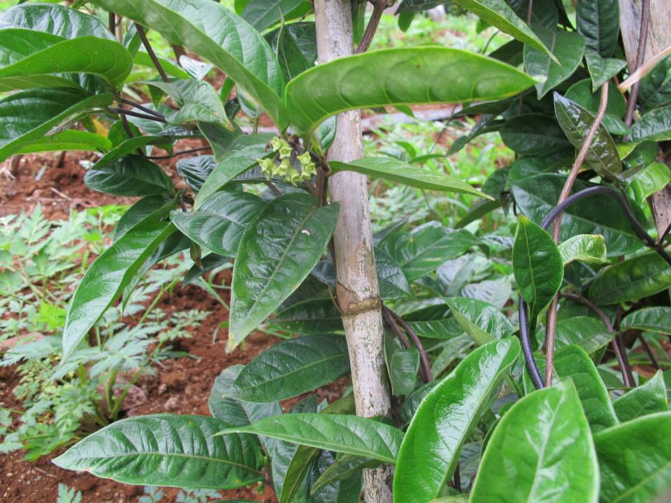 nhan-biet-ba-kich