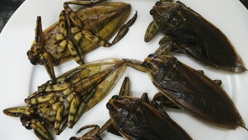 ca-cuong-tang-cuong-sinh-ly-phai-manh