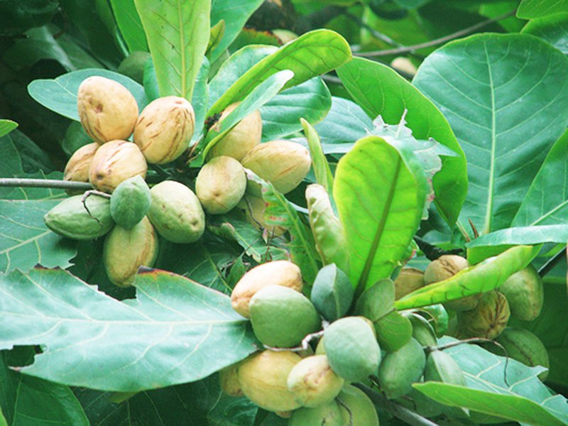 Áp dụng Bàng vào một số bài thuốc chữa bệnh lâm sàn
