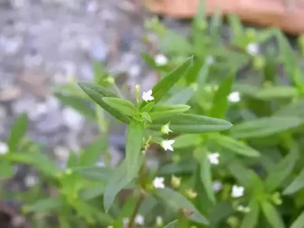 Bạch hoa xà thiệt thảo được dùng trong nhiều bài thuốc trị bệnh