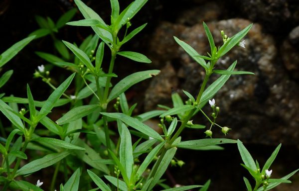 Bạch hoa xà thiệt thảo và tác dụng tiêu viêm, giải độc