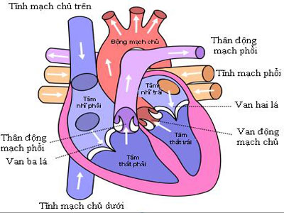 Biểu hiện của bệnh viêm động mạch Takayasu