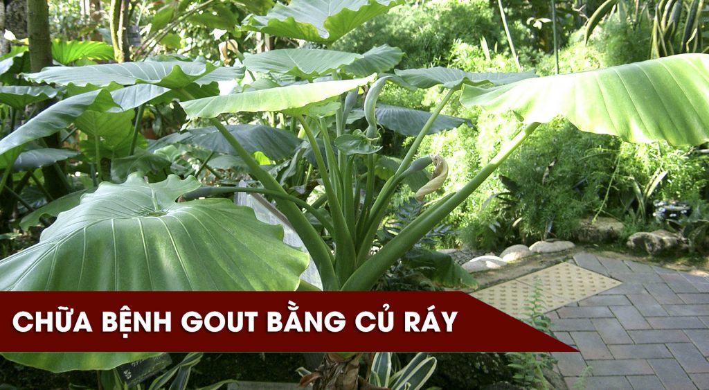 cu ray 2 1024x563 1