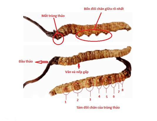 dong-trung-ha-thao-that-gia