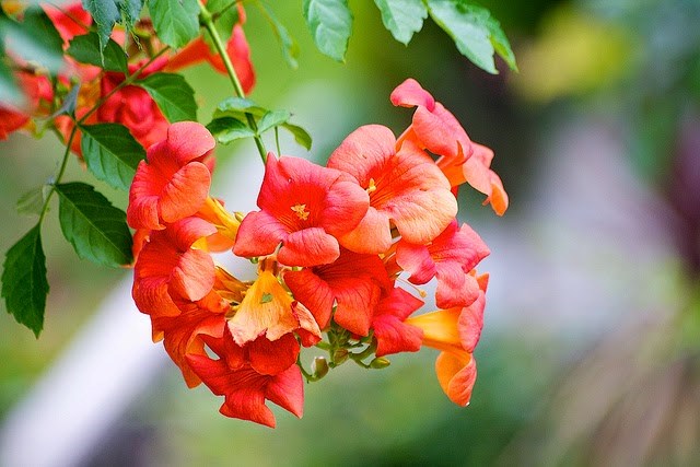 Hoa lăng tiêu và những công dụng chữa bệnh thần kỳ