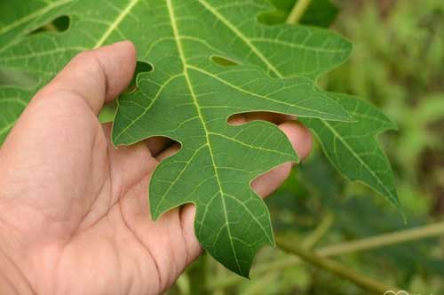 Lá đu đủ có tác dụng chữa tiêu chảy