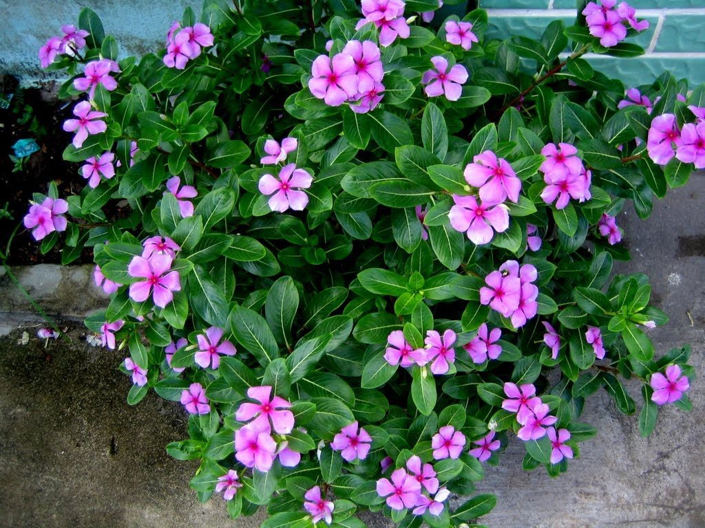 Dừa cạn được vận dụng vào nhiều đơn thuốc chữa bệnh hiệu quả