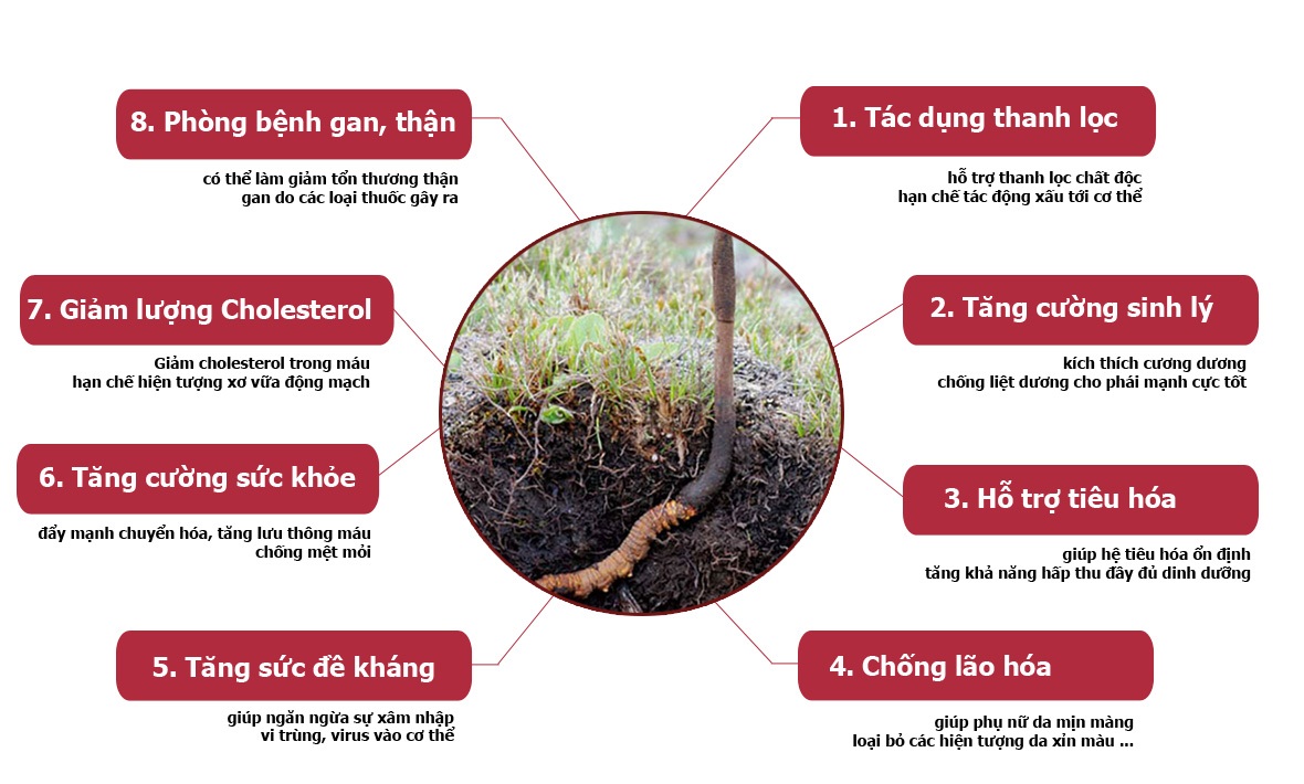 tac-dung-cua-dong-trung-ha-thao